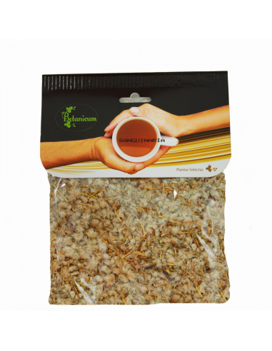 Sanguinaria en Planta - Naturlider -...