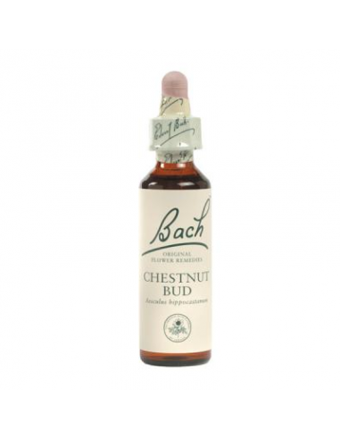 Chestnut Bud (Brote De Castaño de...