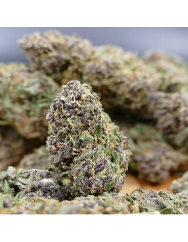 Flores CBD Purple Haze - The Imperium...